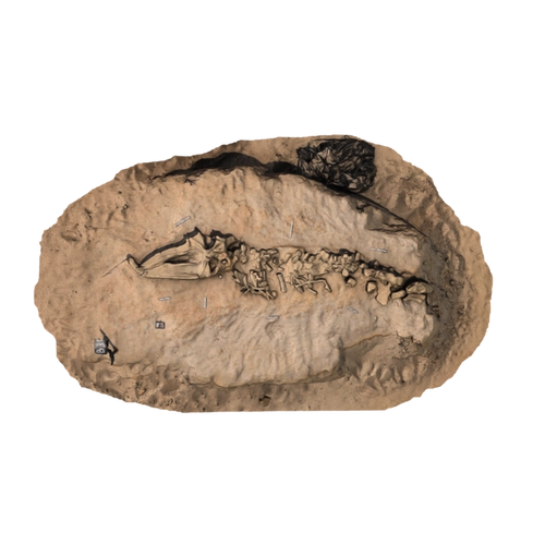 Whale Fossil From Excavation Site MPC 675
