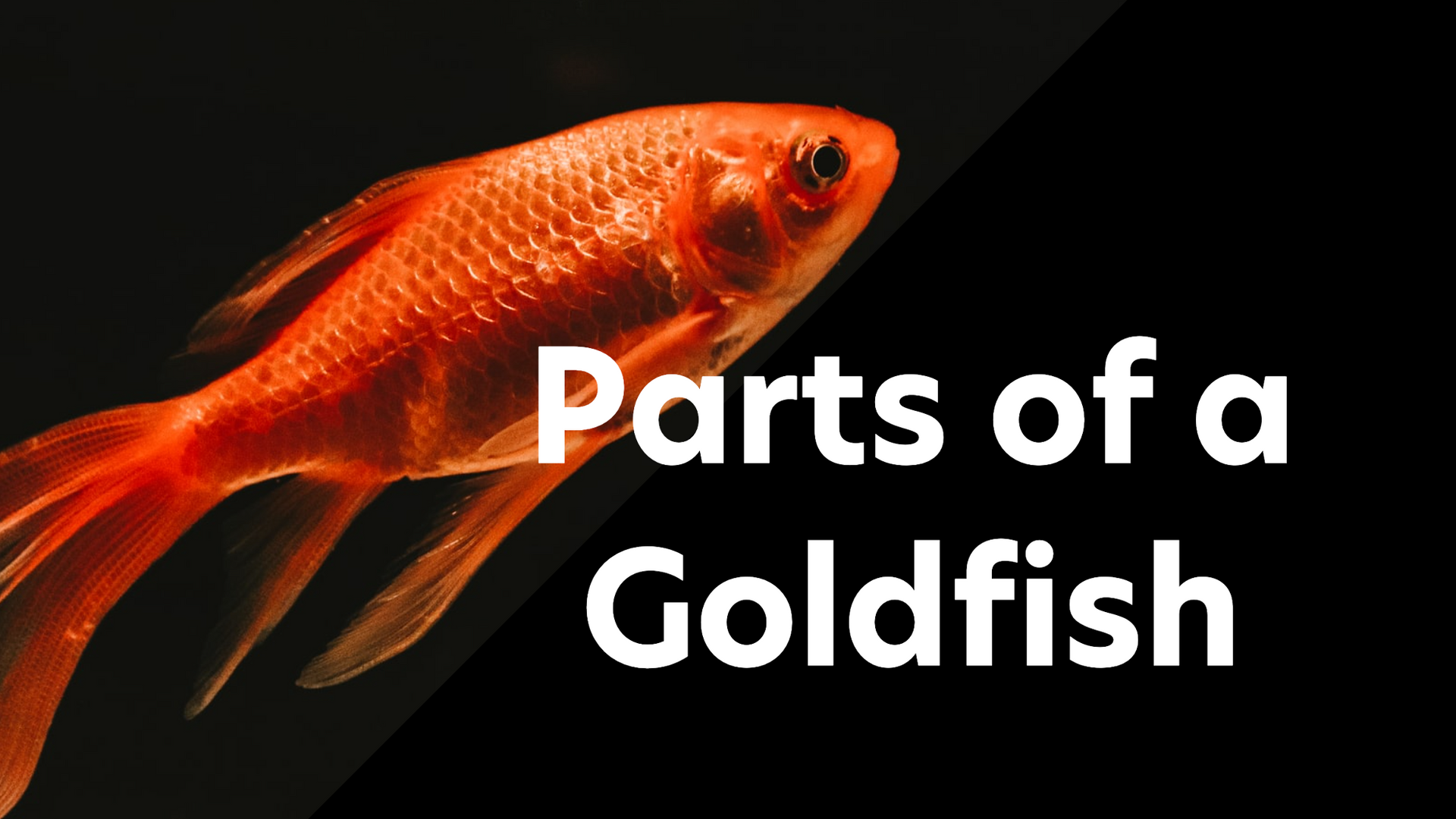 Parts of a Goldfish
