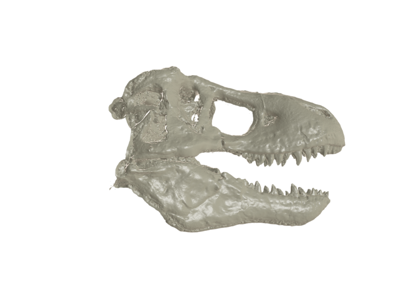 Tyrannosaurus Rex Skull