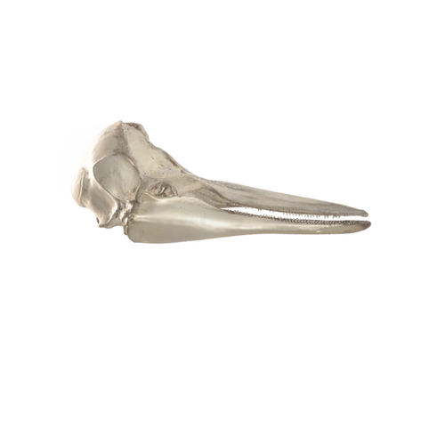 Right Whale Dolphin Skull