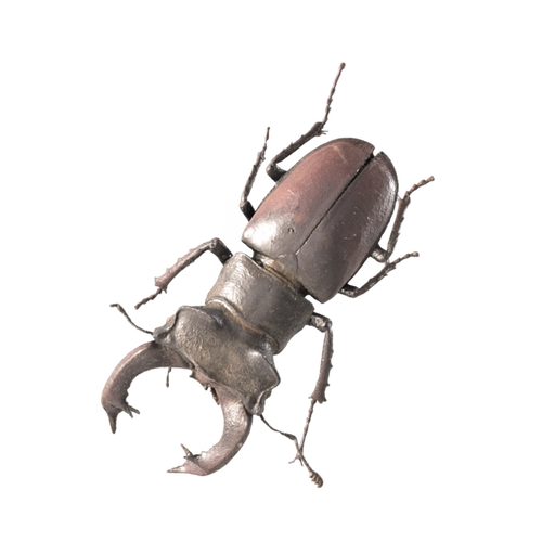 European Stag Beetle