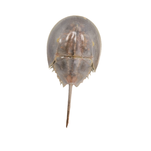 Horseshoe Crab