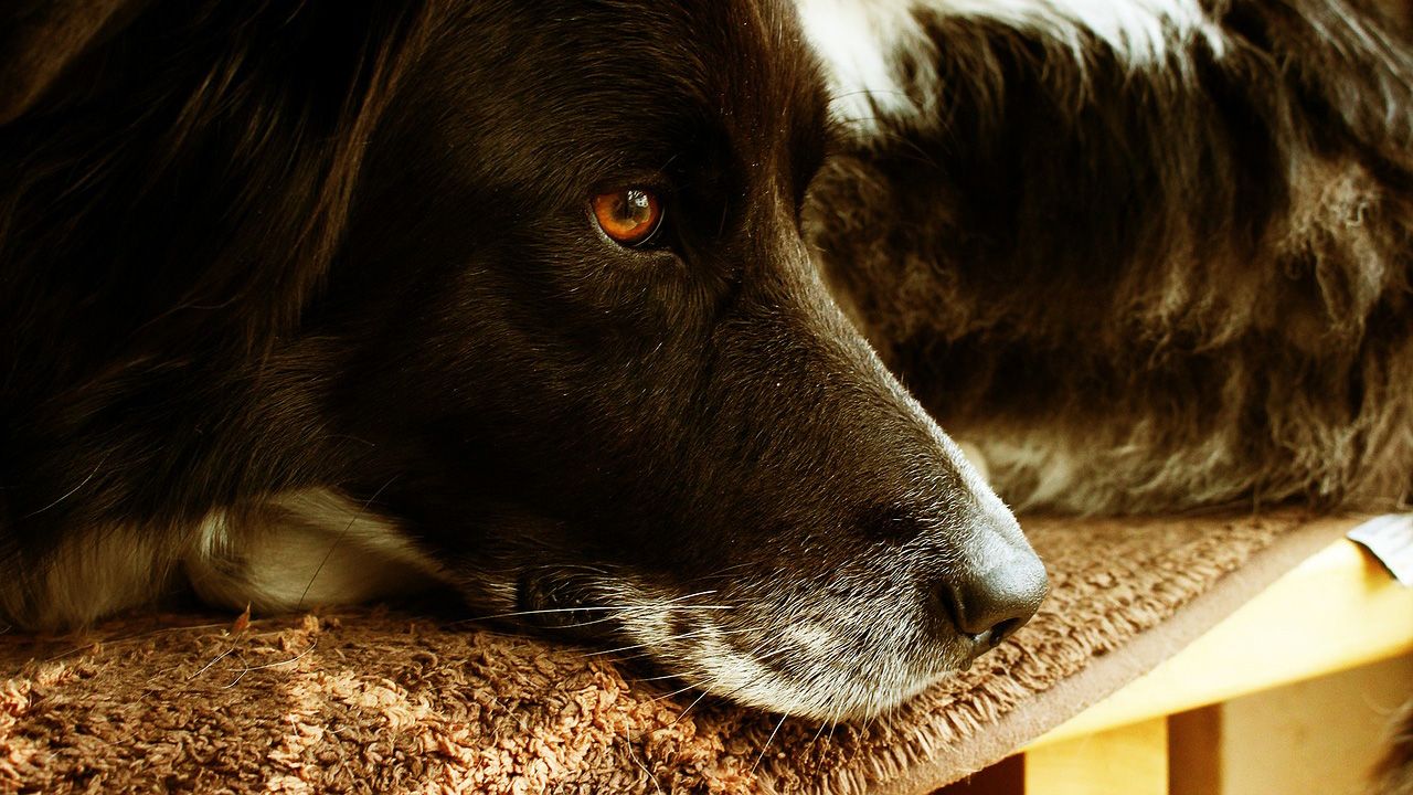 Stunning Can Dogs Get Bored On Long Uncut Lawn image