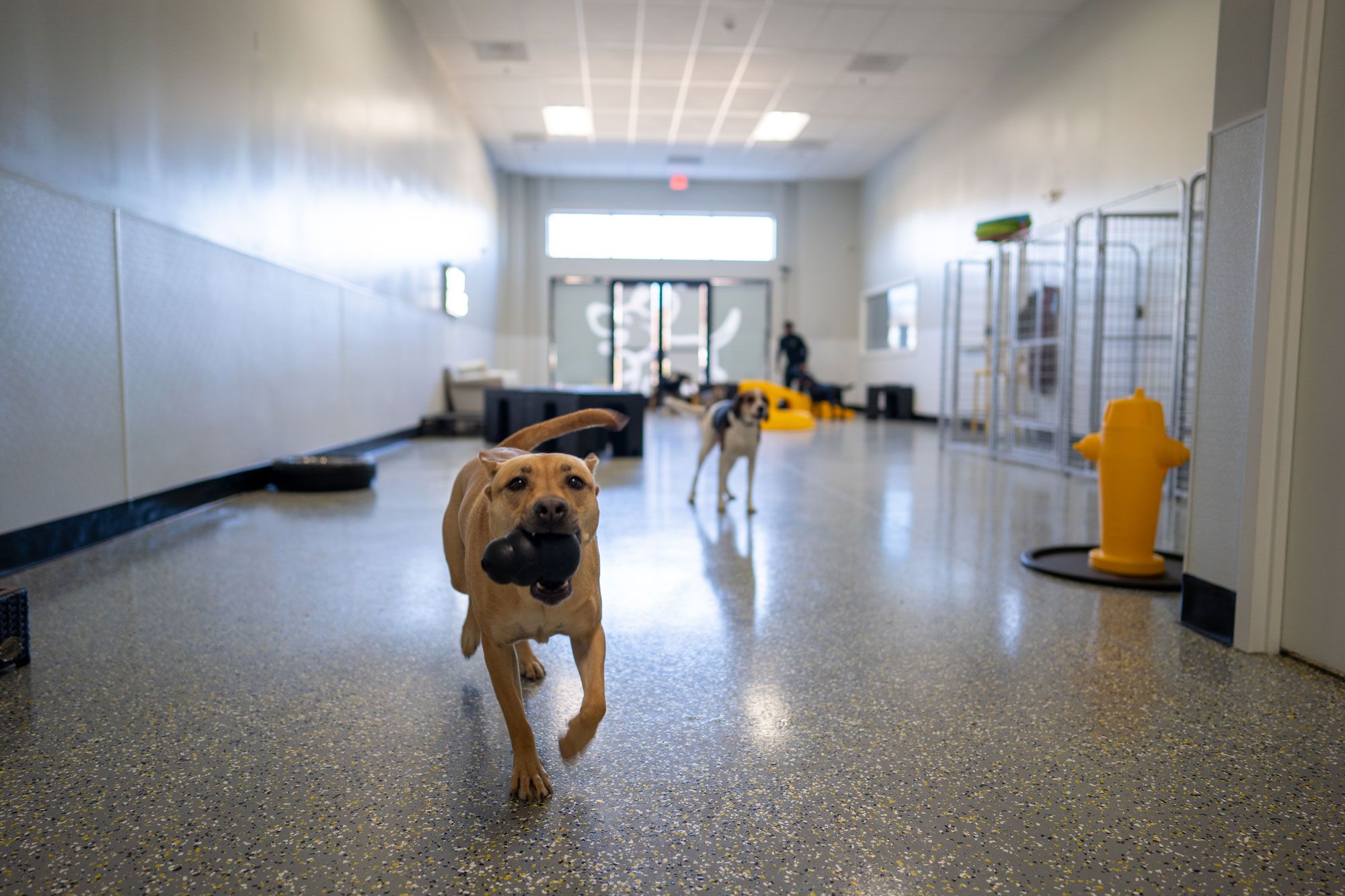 Playful Pack - Washington, DC (NoMa) - Image 1
