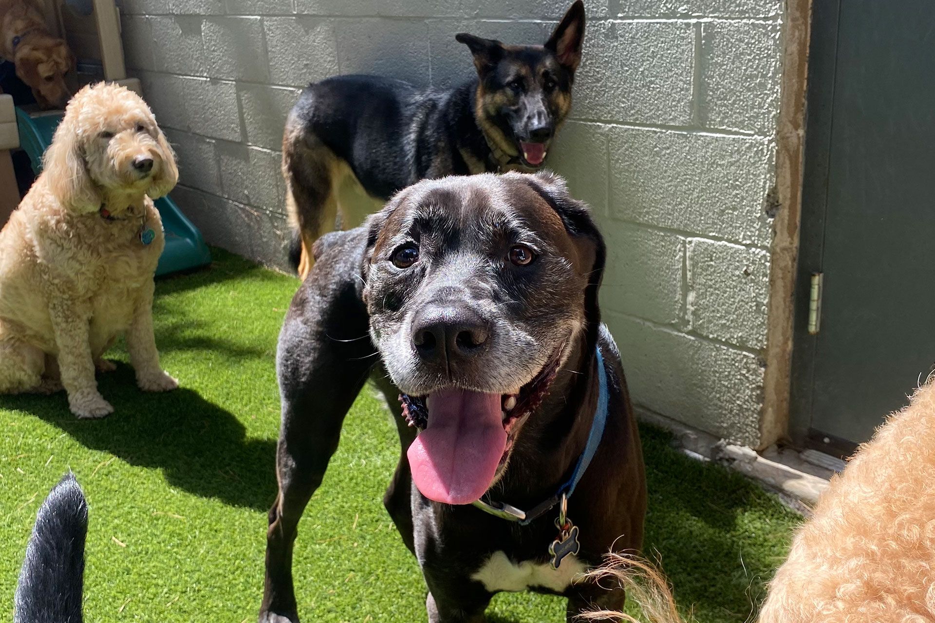 Playful Pack The Ultimate Summer Doggy Day Camp Playful Pack