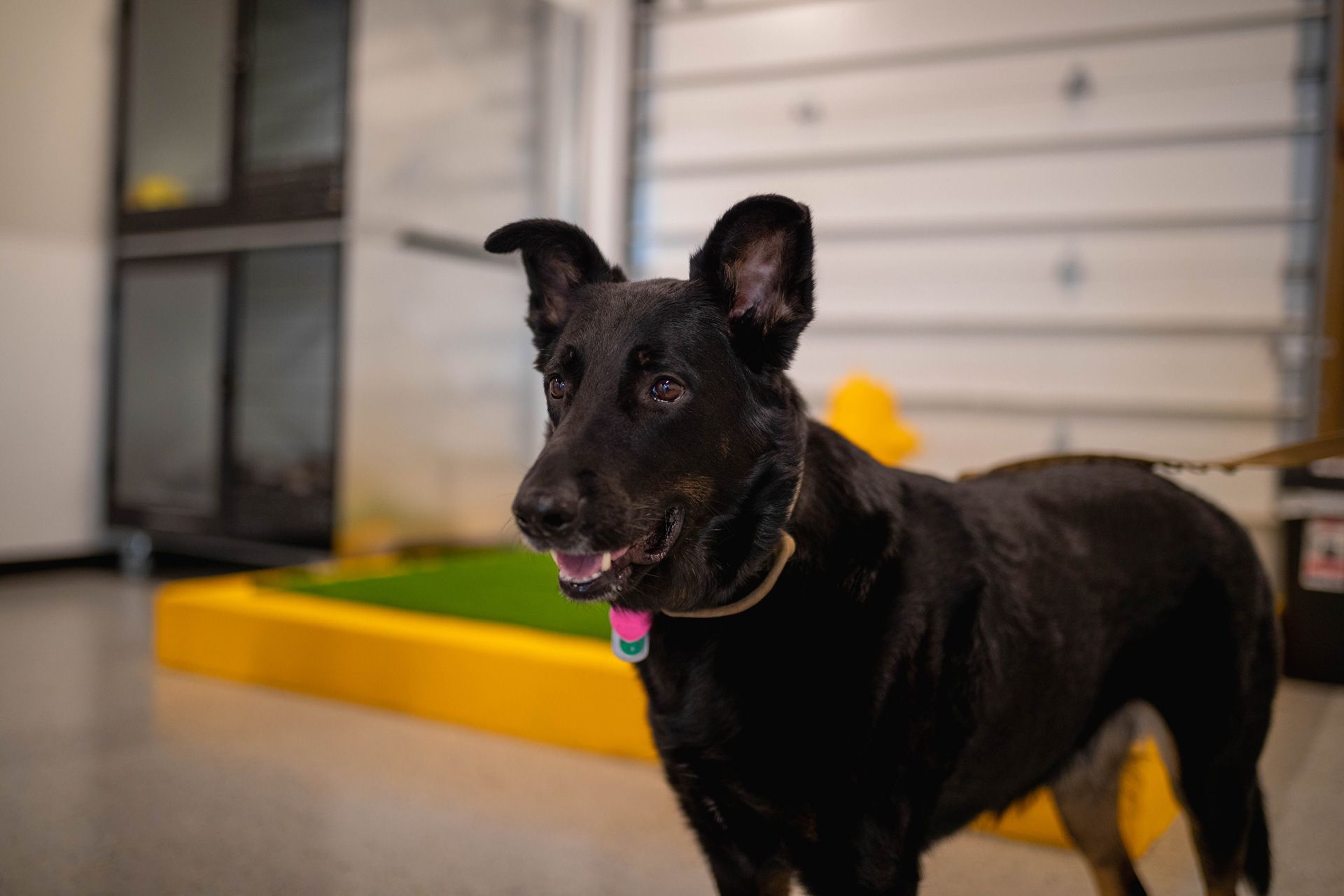 Why choose our dog daycare in Alexandria, VA Playful Pack