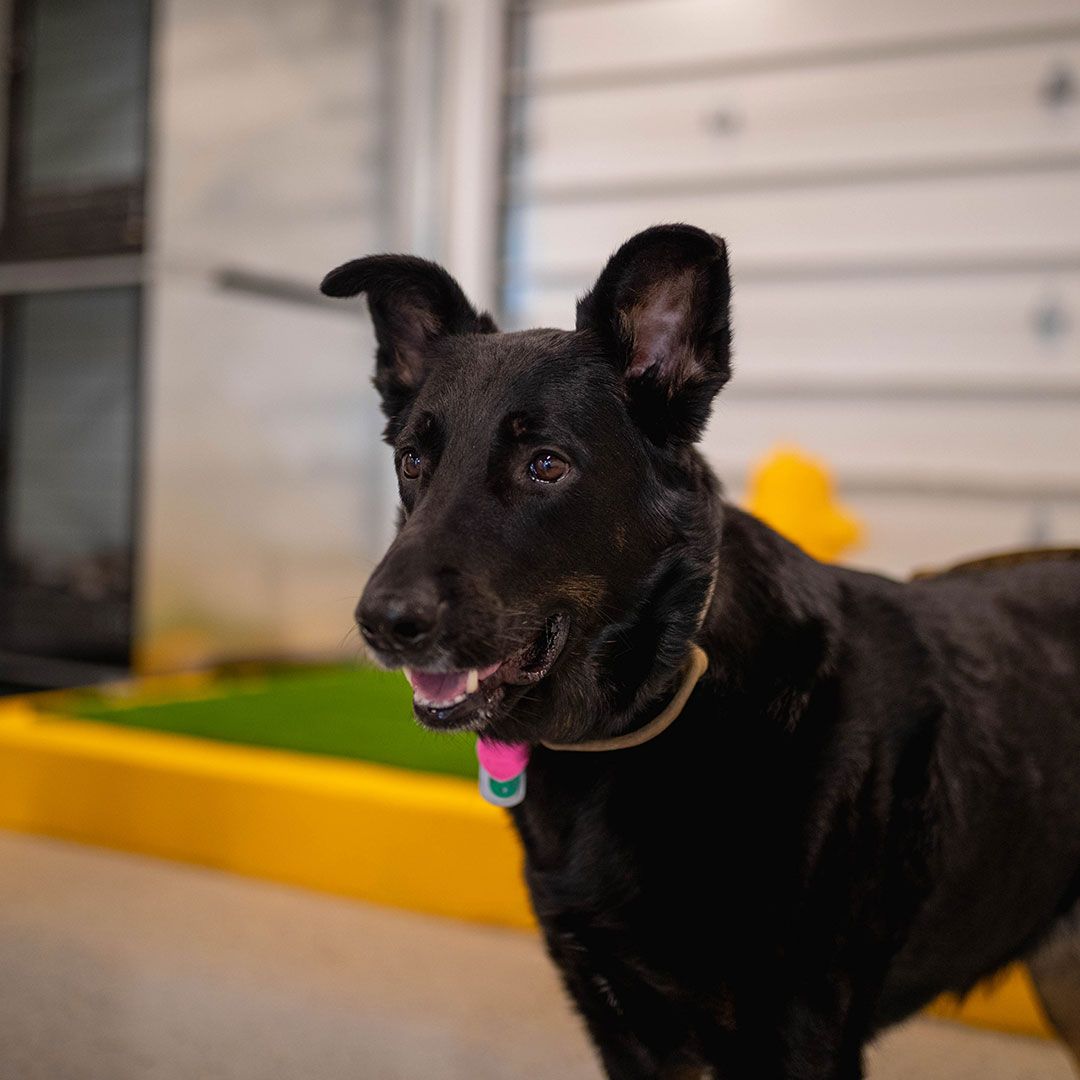 Dog Daycare and Dog Boarding in Alexandria, VA Playful Pack