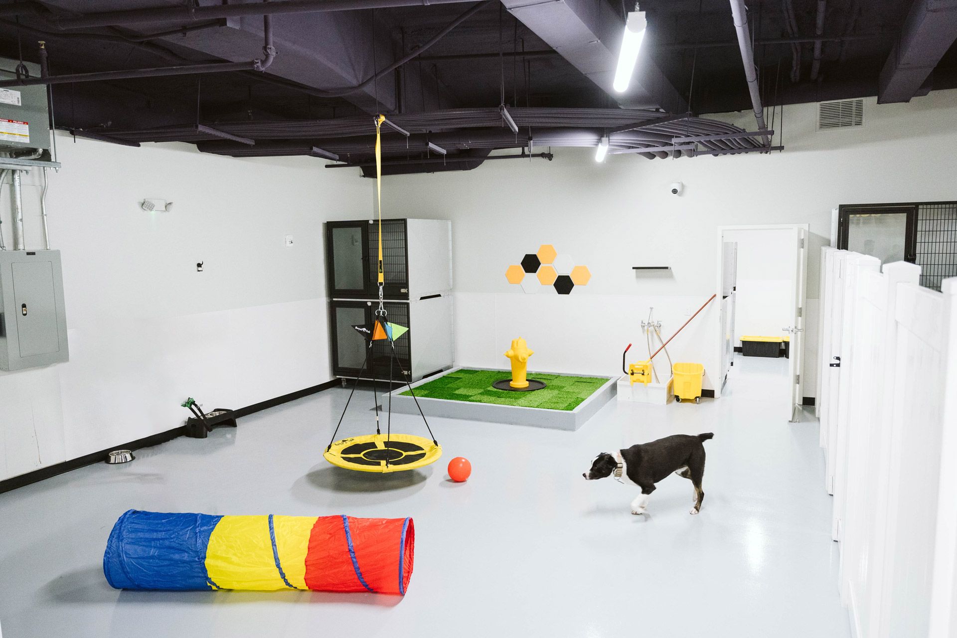 Indoor Dog Dog Daycare Boarding Logo Designer Doggy Day Spa Dog