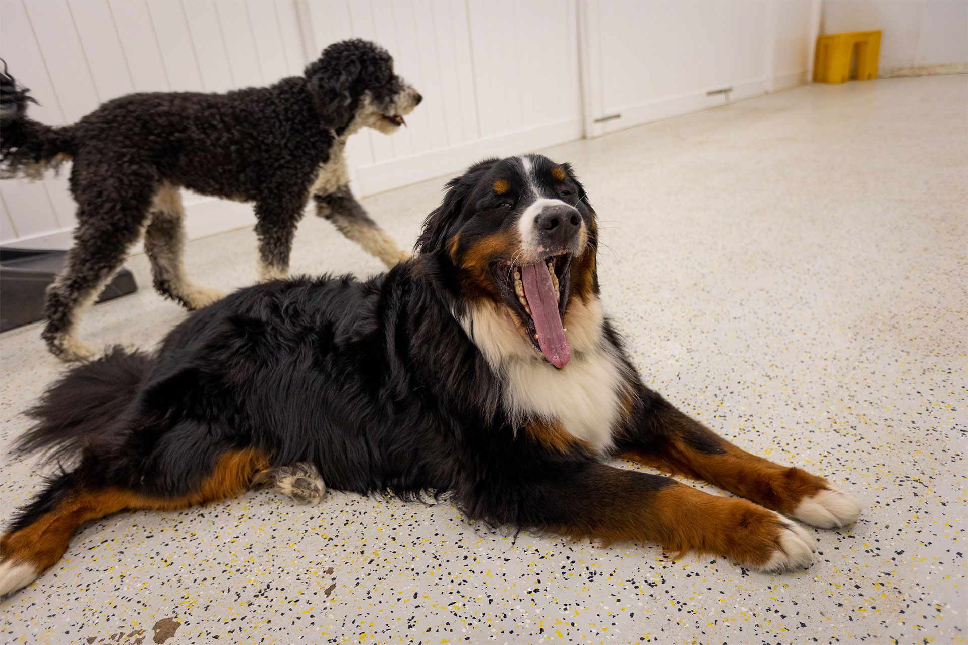 The Benefits of Mental Stimulation for Dogs: Why Our Doggie Daycare is a  Great Choice