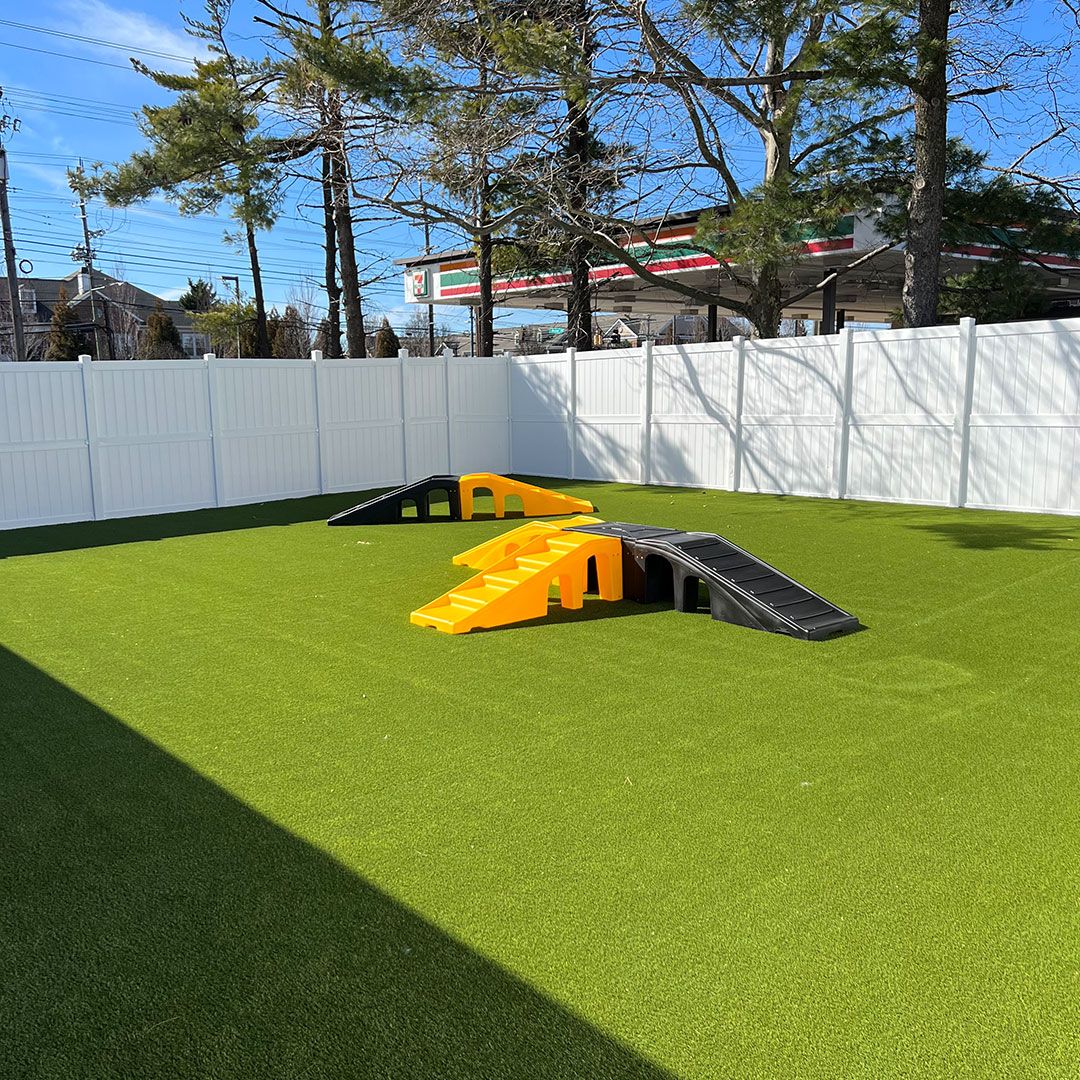 Dog Daycare and Dog Boarding in Rockville, MD Playful Pack