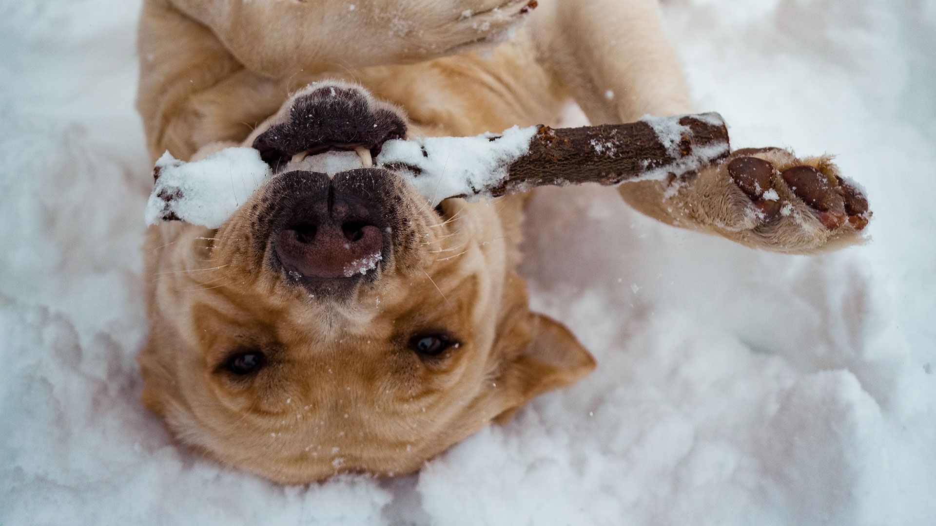 Indoor Dog Activities to Try This Winter