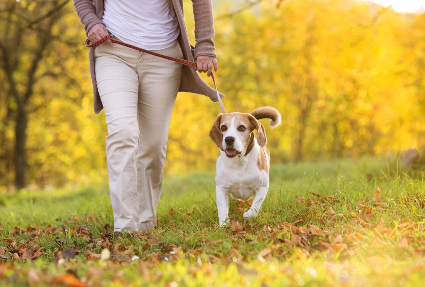 Important Information About Canine Influenza Playful Pack important-information-about-canine-influenza-playful-pack