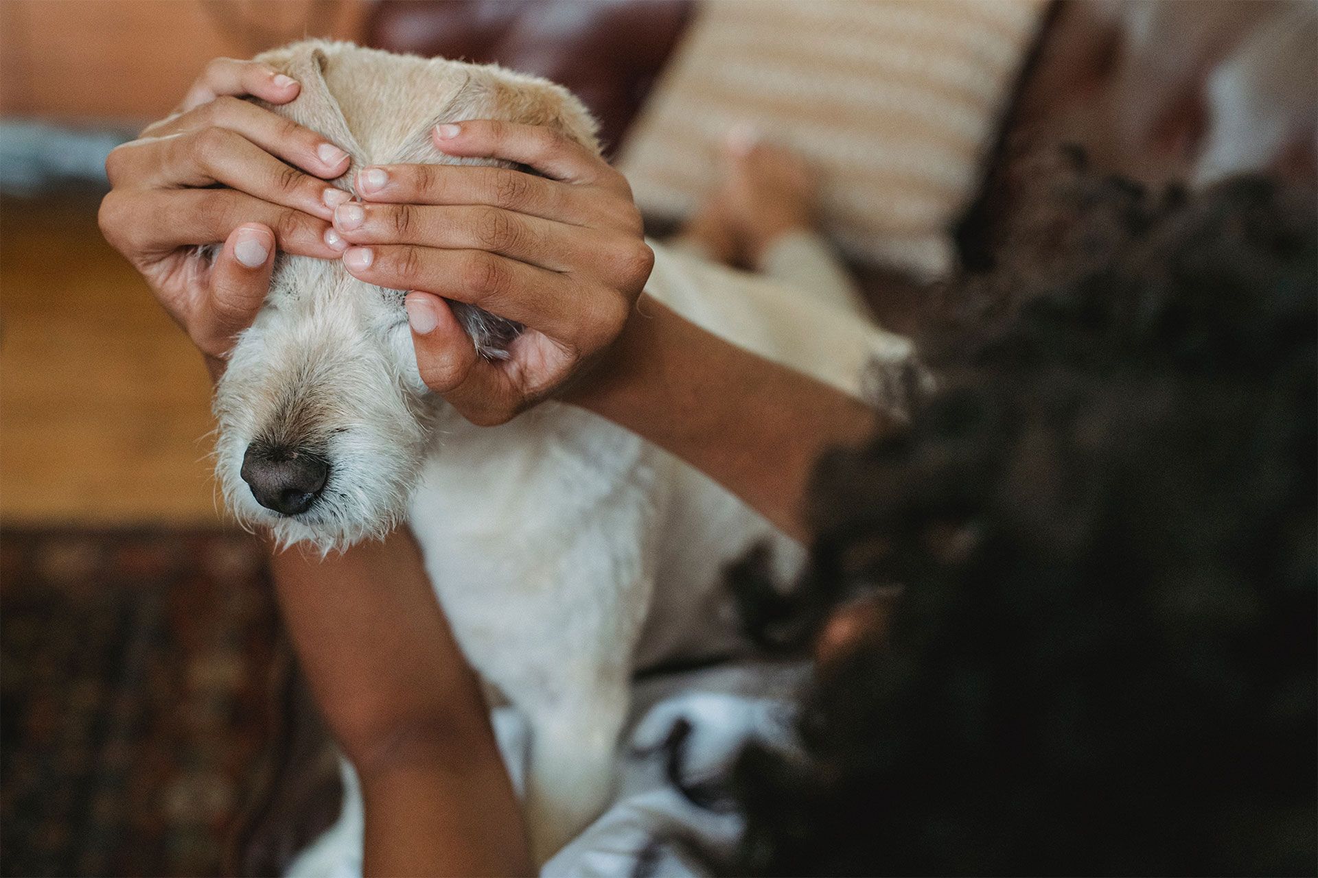 21 Simple Tricks to Make Your Dog Happier, Smarter, and Less Bored Every  Day