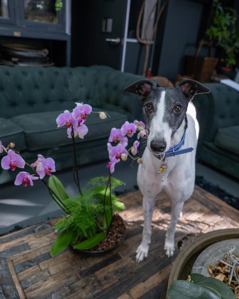 A calm sitting room shared with a dog, with a clean rug, neatly placed pet bed, vacuumed upholstery, folded throw and sunlight across wooden floors
