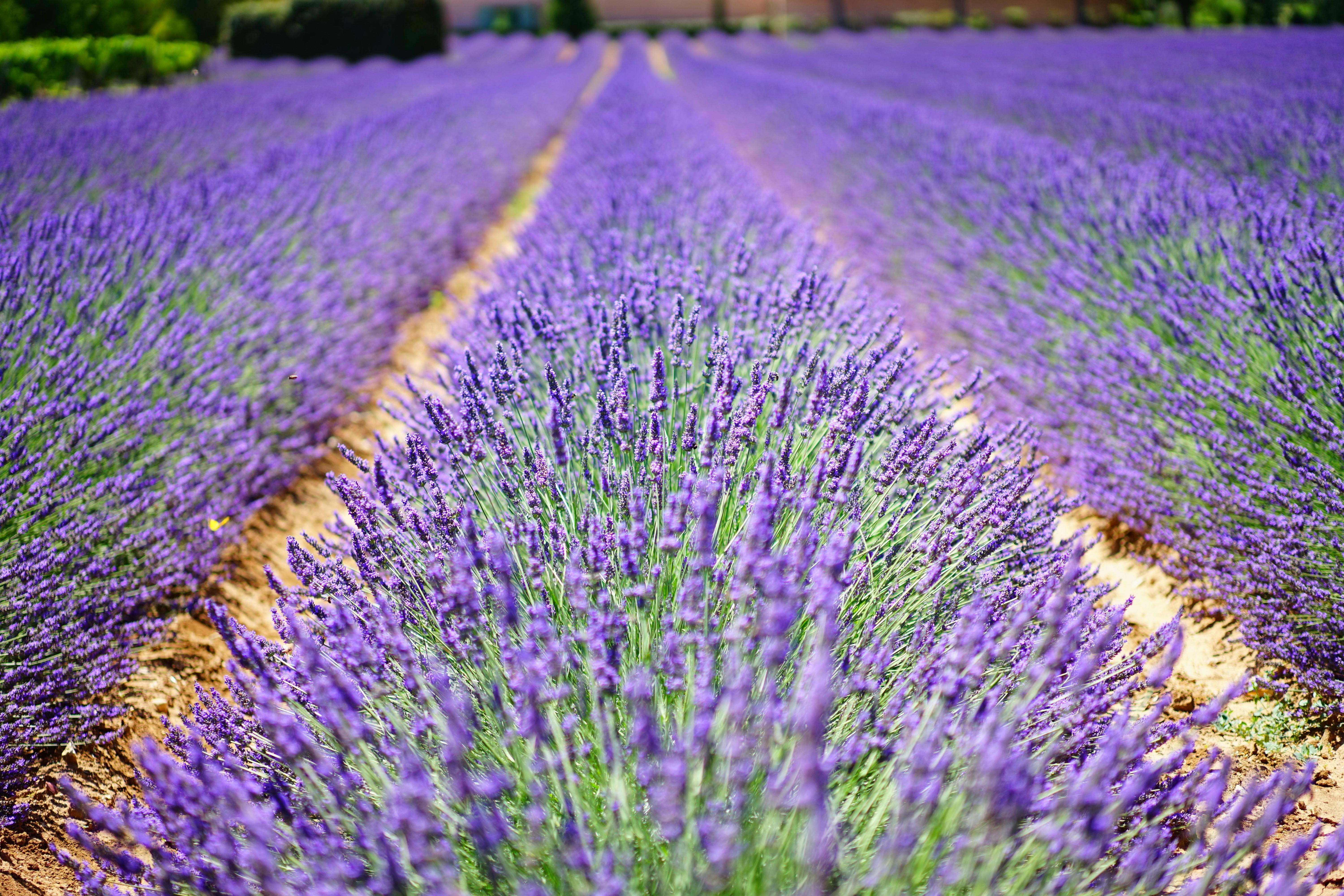 Randonnée quad ou SSV dans les paysages de Haute-Provence