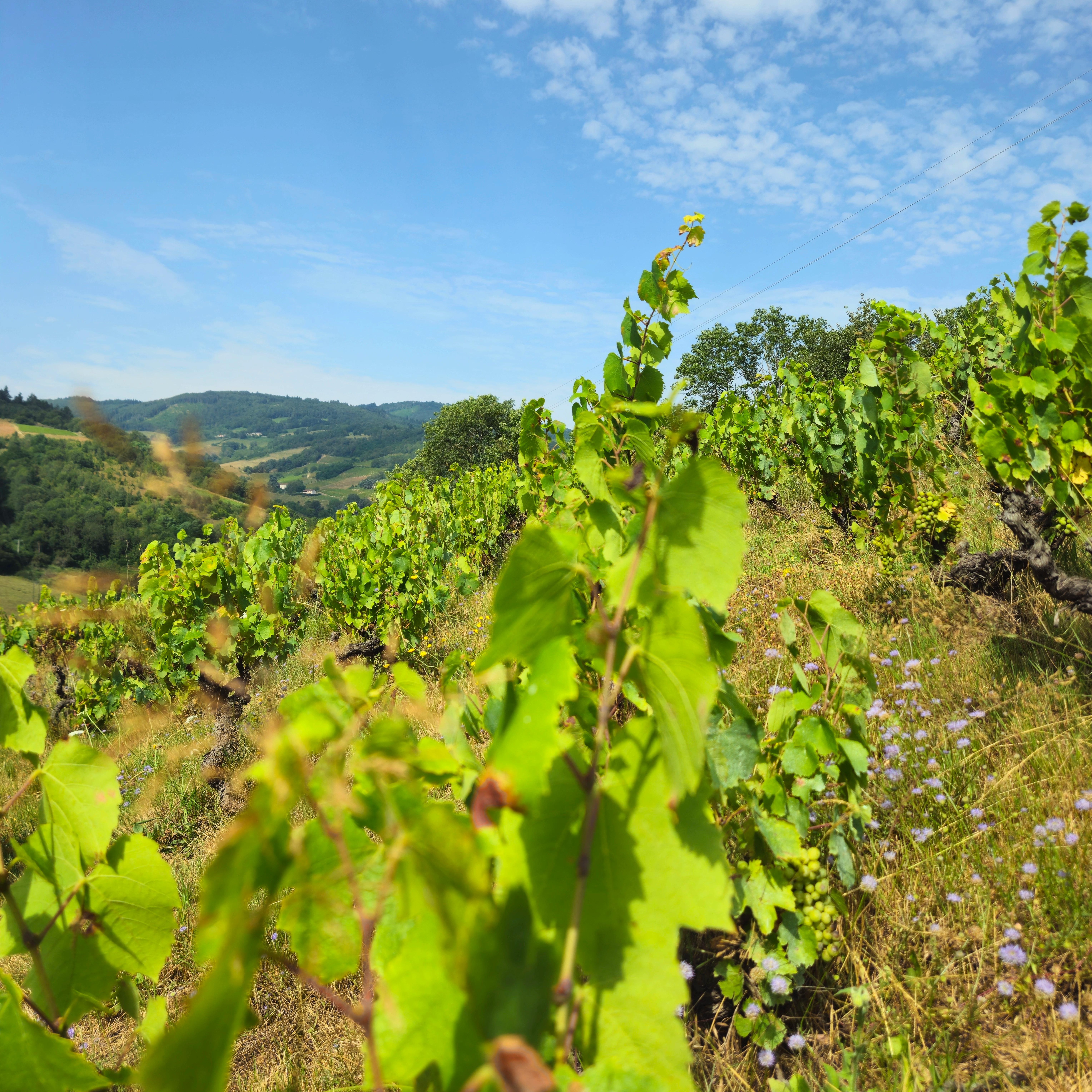 Beaujolais - Entre vignes, crêtes et villages de caractère, photo 6