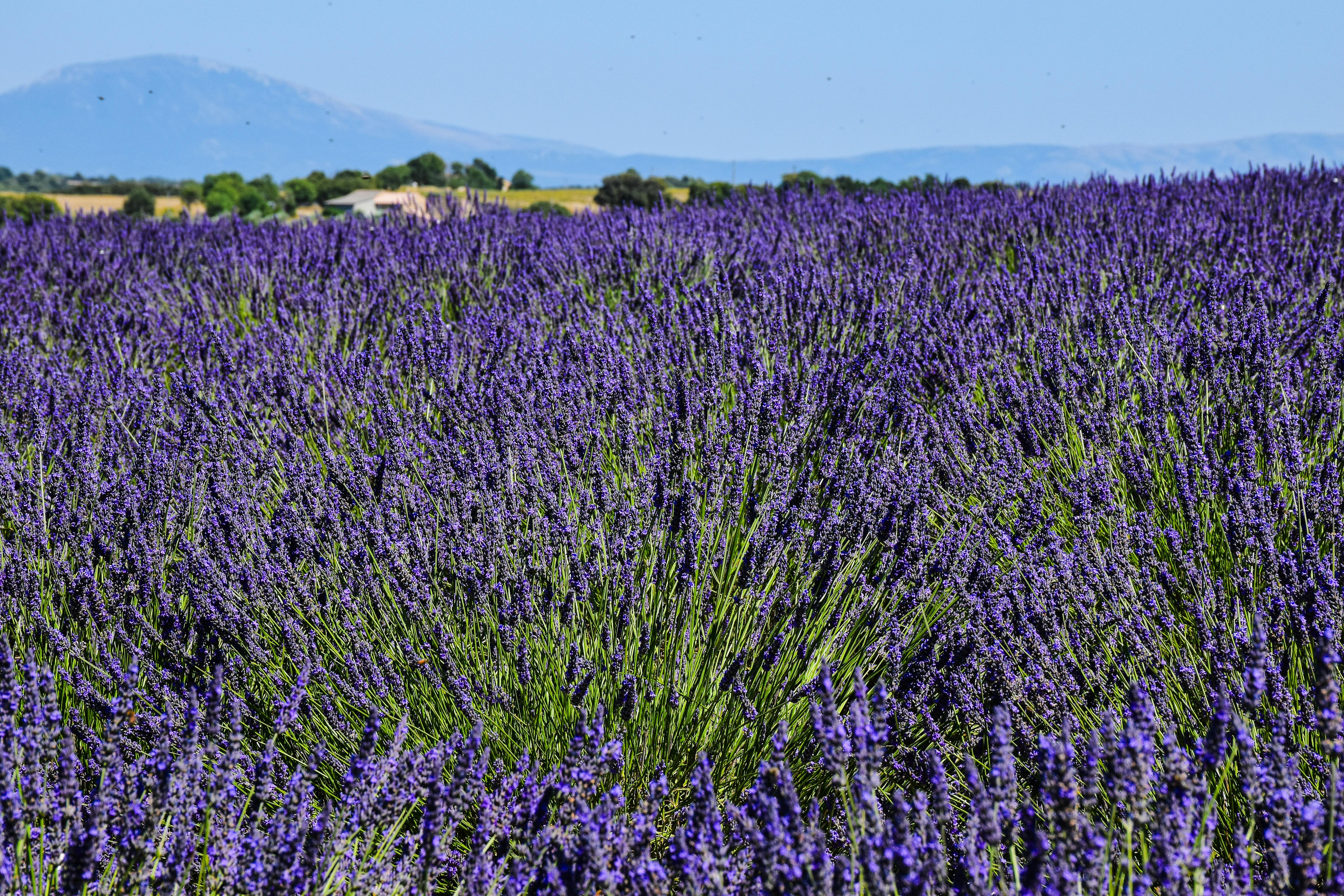 Valensole 3 jours