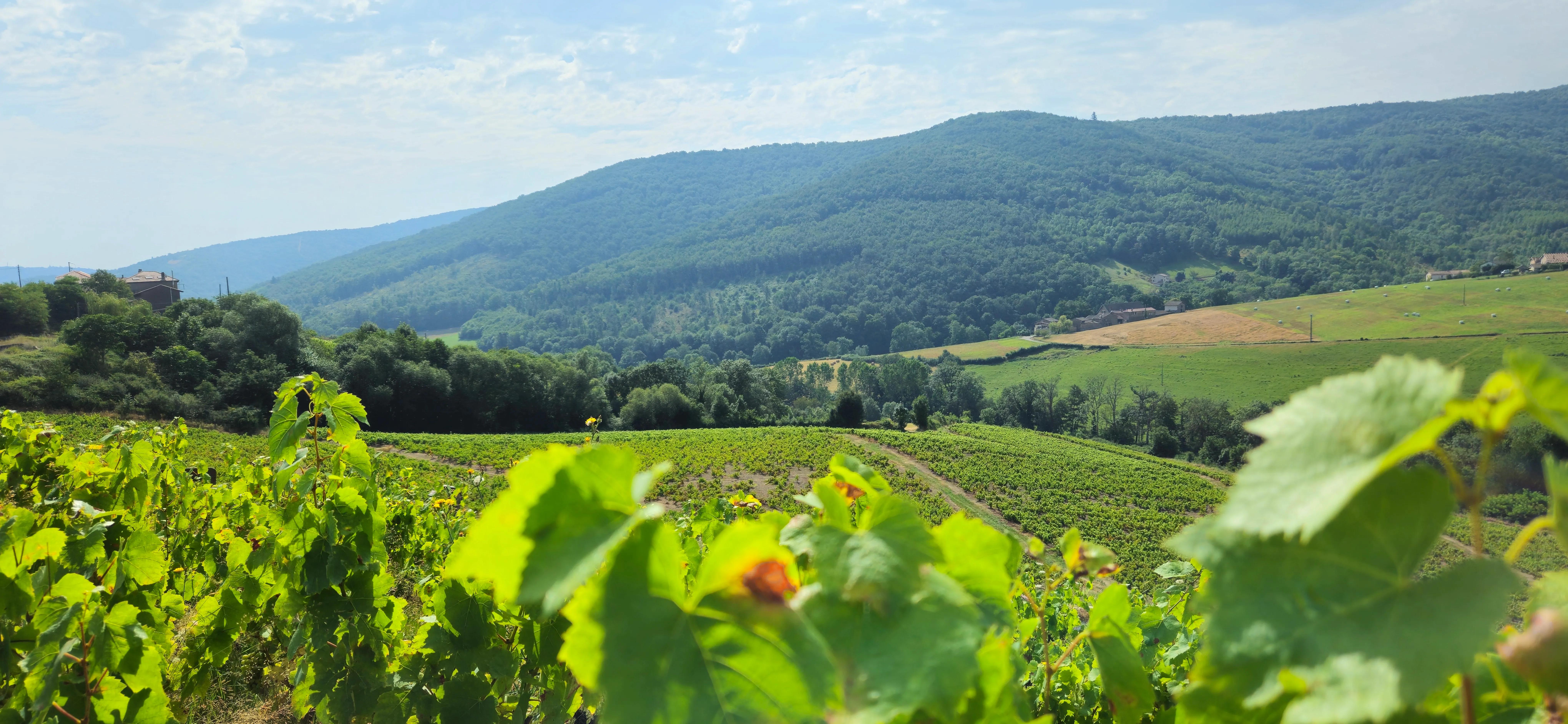 Beaujolais Off-Road à moto : entre vignes, crêtes et villages de caractère