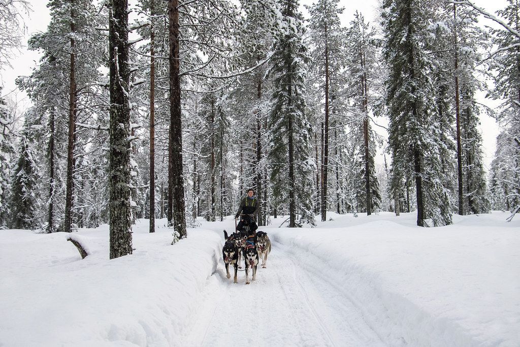 Forêt boréale enneigée autour de Pyhä-Luosto