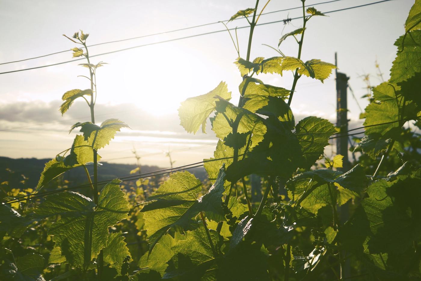 Vineyard with sun streaming in