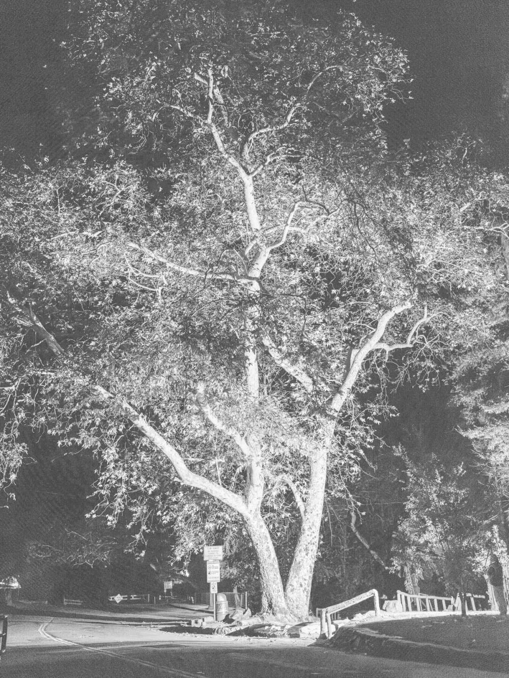 Cover photo for Angel City Lumber Press, LA Times: Plant Section - The Greatest Trees of Los Angeles