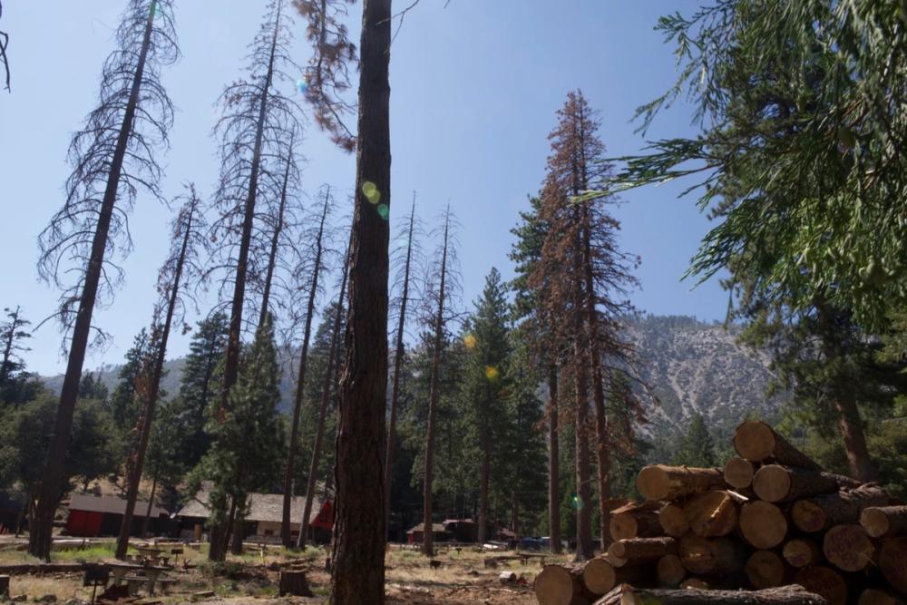 Angel City Lumber media carousel slide NaN