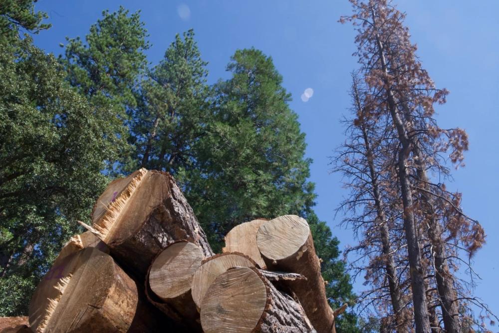 Angel City Lumber media carousel slide NaN