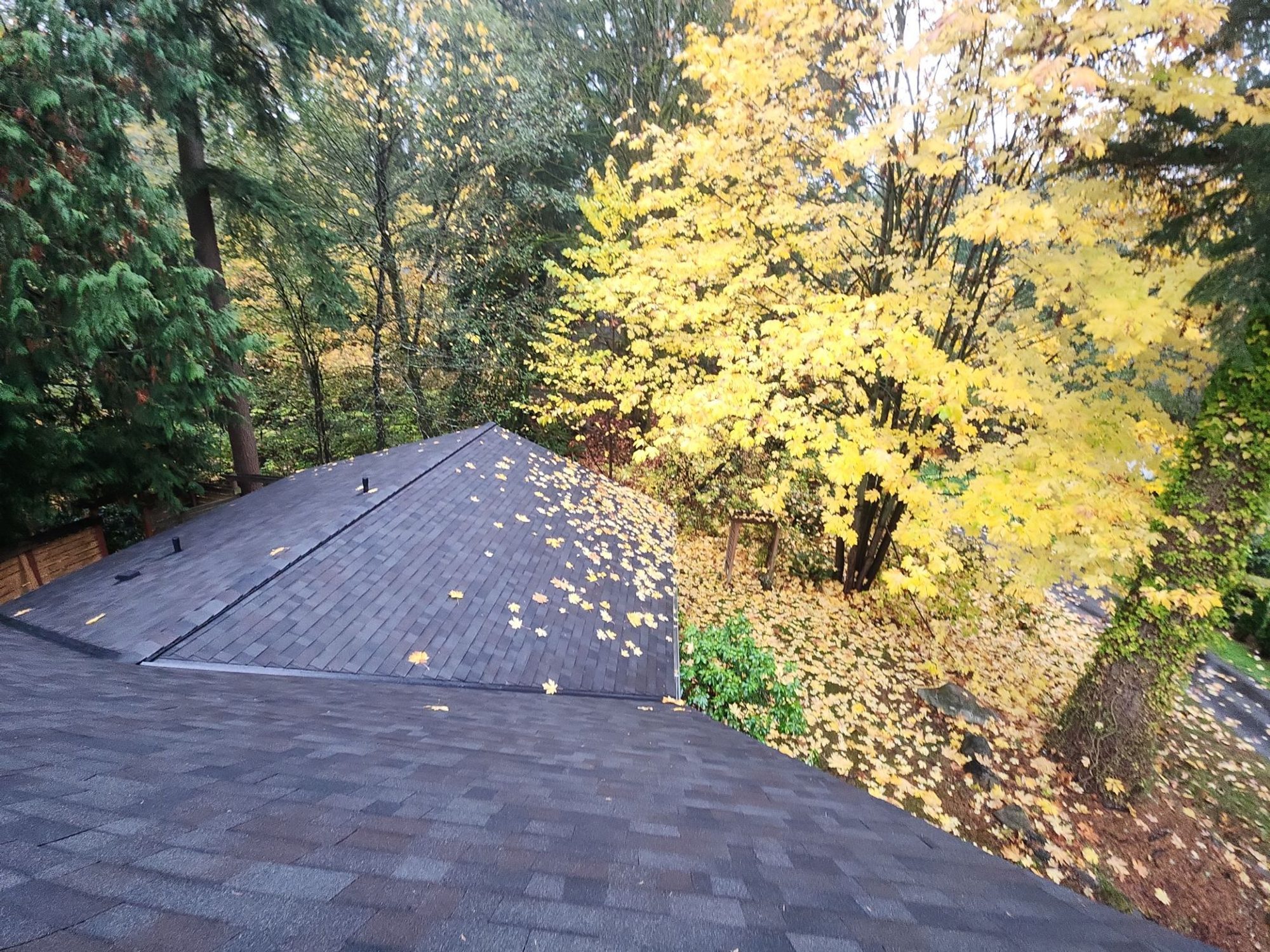 Amor Roofing Black Oak asphalt roof in Woodinville, aerial roof