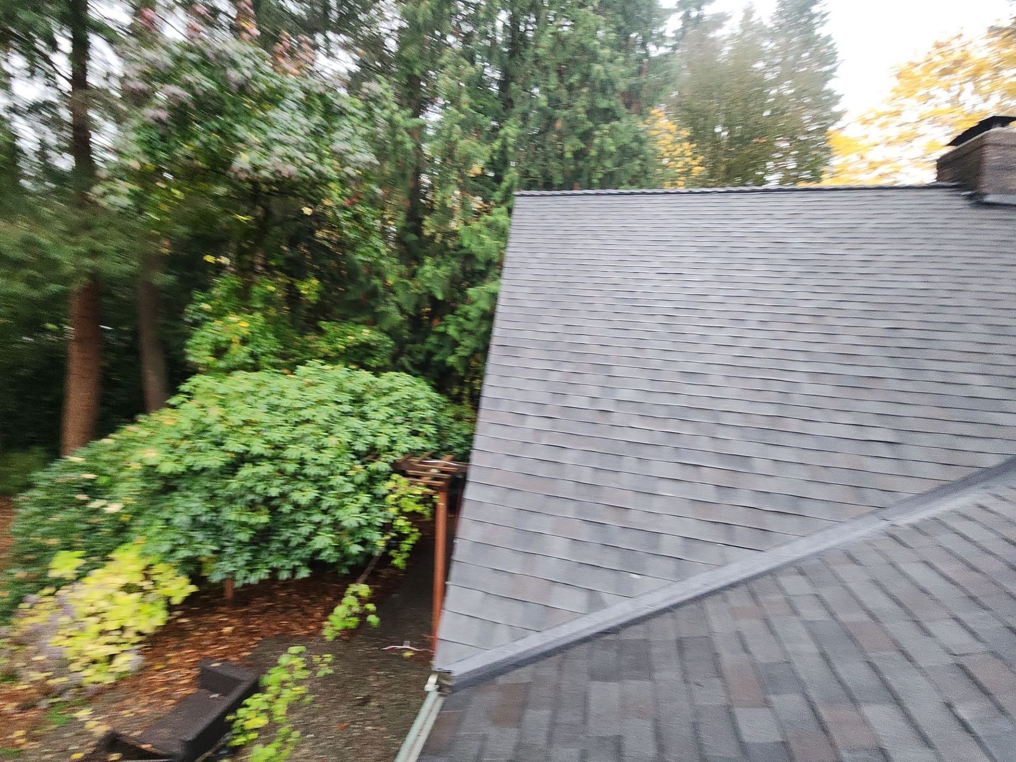 Finished Malarkey Vista Black Oak asphalt shingle roof plane into the evergreens, Woodinville, WA