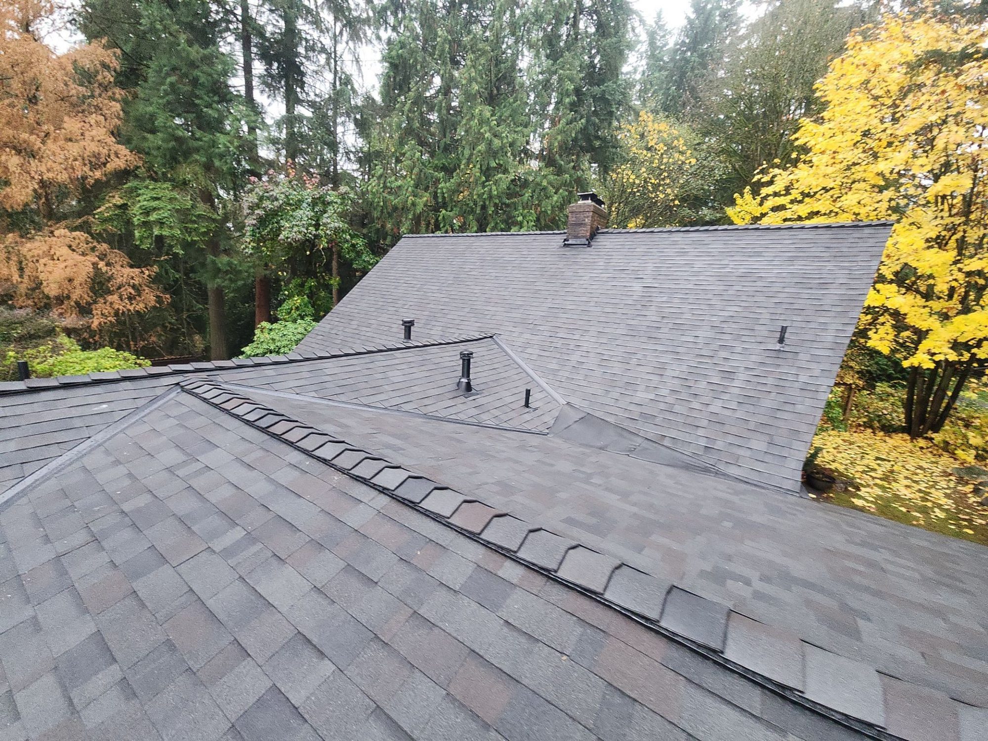 Finished Malarkey Vista Black Oak asphalt shingle roof across both planes to the chimney with a yellow maple behind, Woodinville, WA, by Amor Roofing