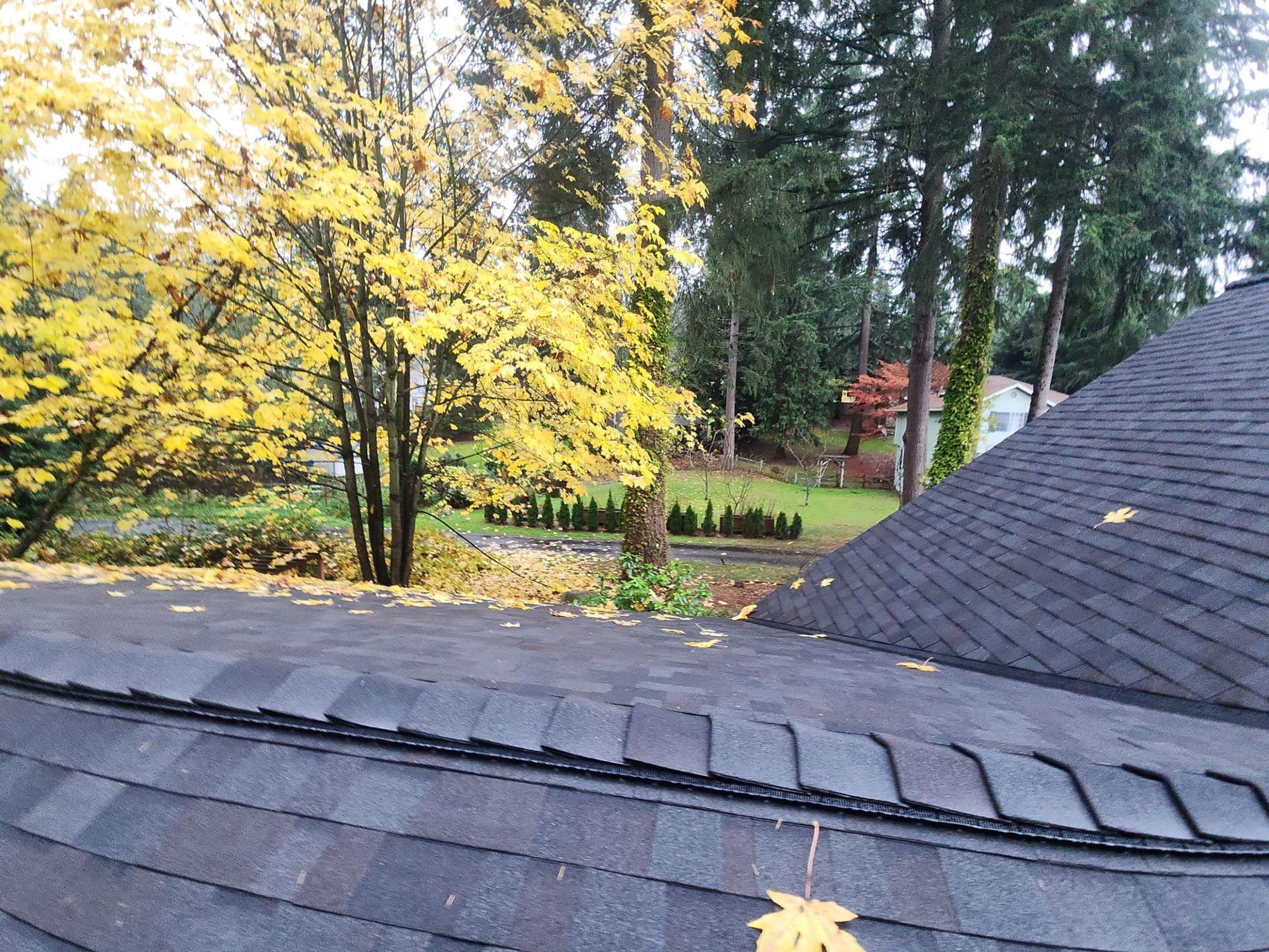 Edge of the Malarkey Vista Black Oak asphalt shingle roof looking into the autumn maples, Woodinville, WA