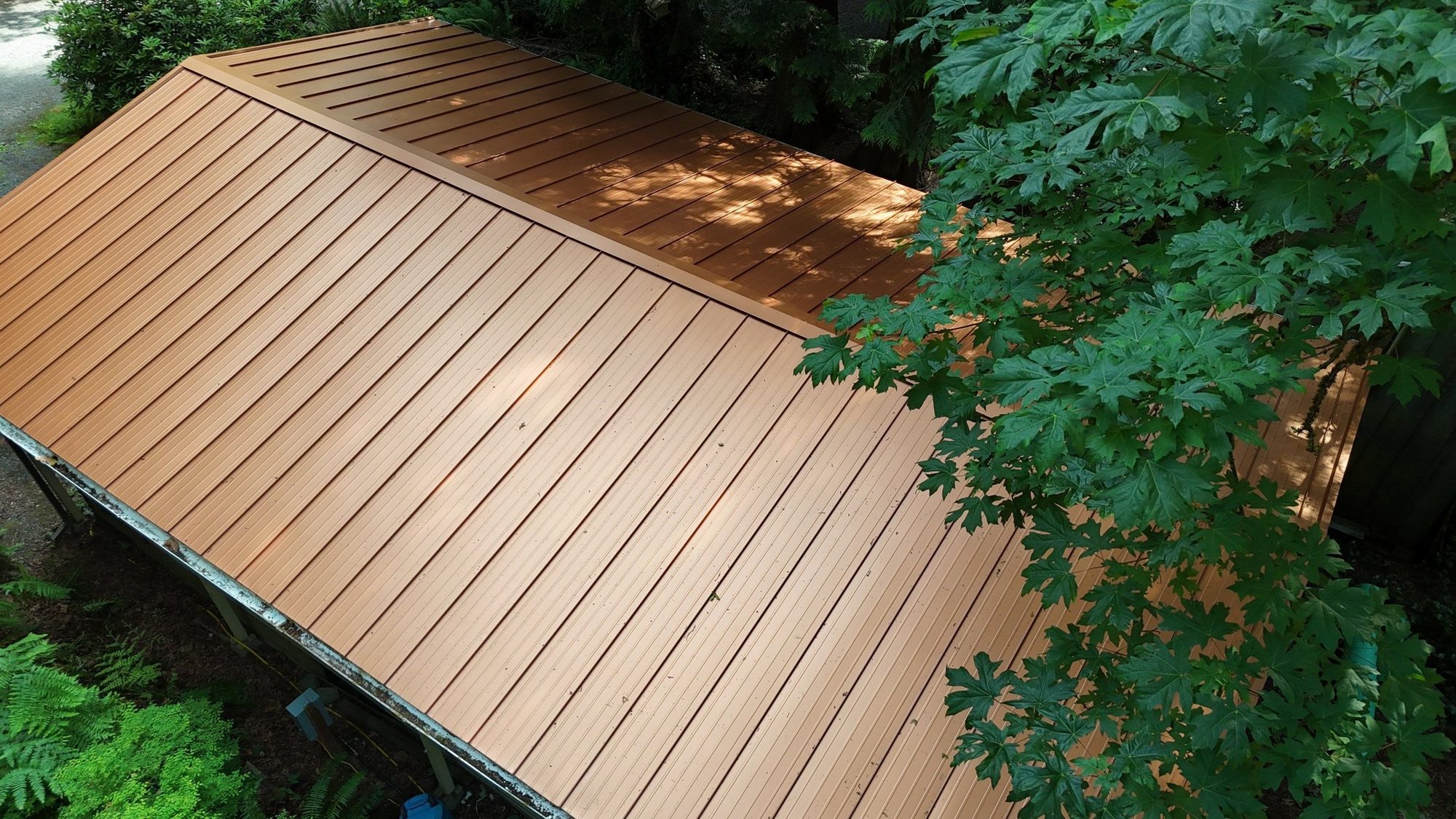 Finished Copper Penny standing seam metal roof beneath the maple canopy, Marysville, WA