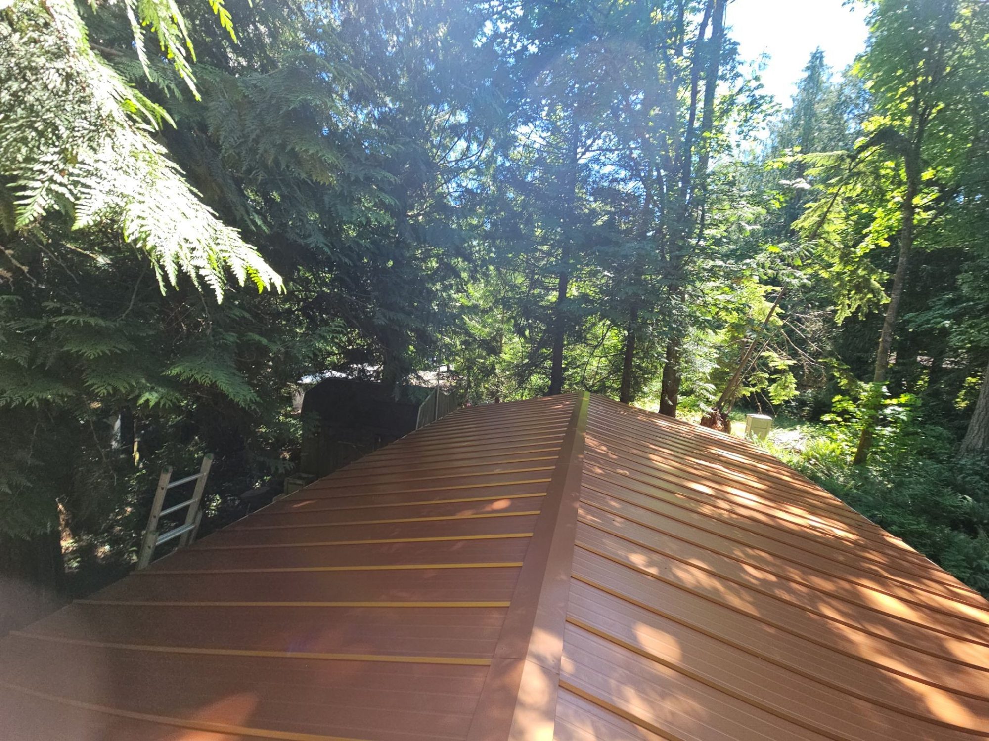 Finished Copper Penny standing seam metal roof from the ridge with the woods beyond, Marysville, WA