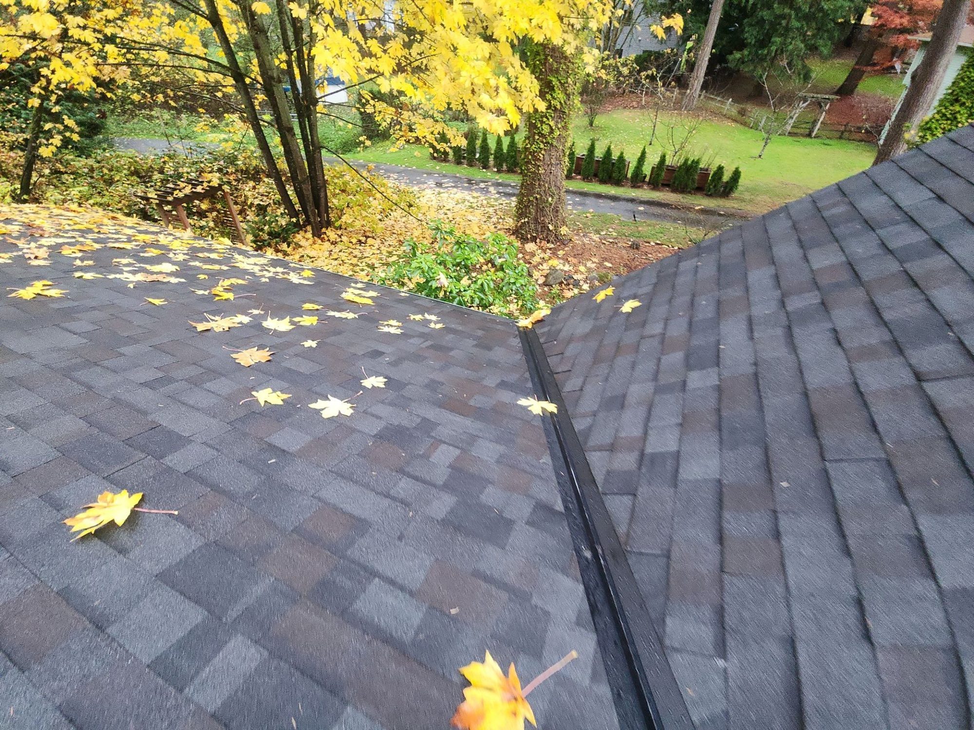Valley and hip of the Malarkey Vista Black Oak asphalt shingle roof under the maple, Woodinville, WA