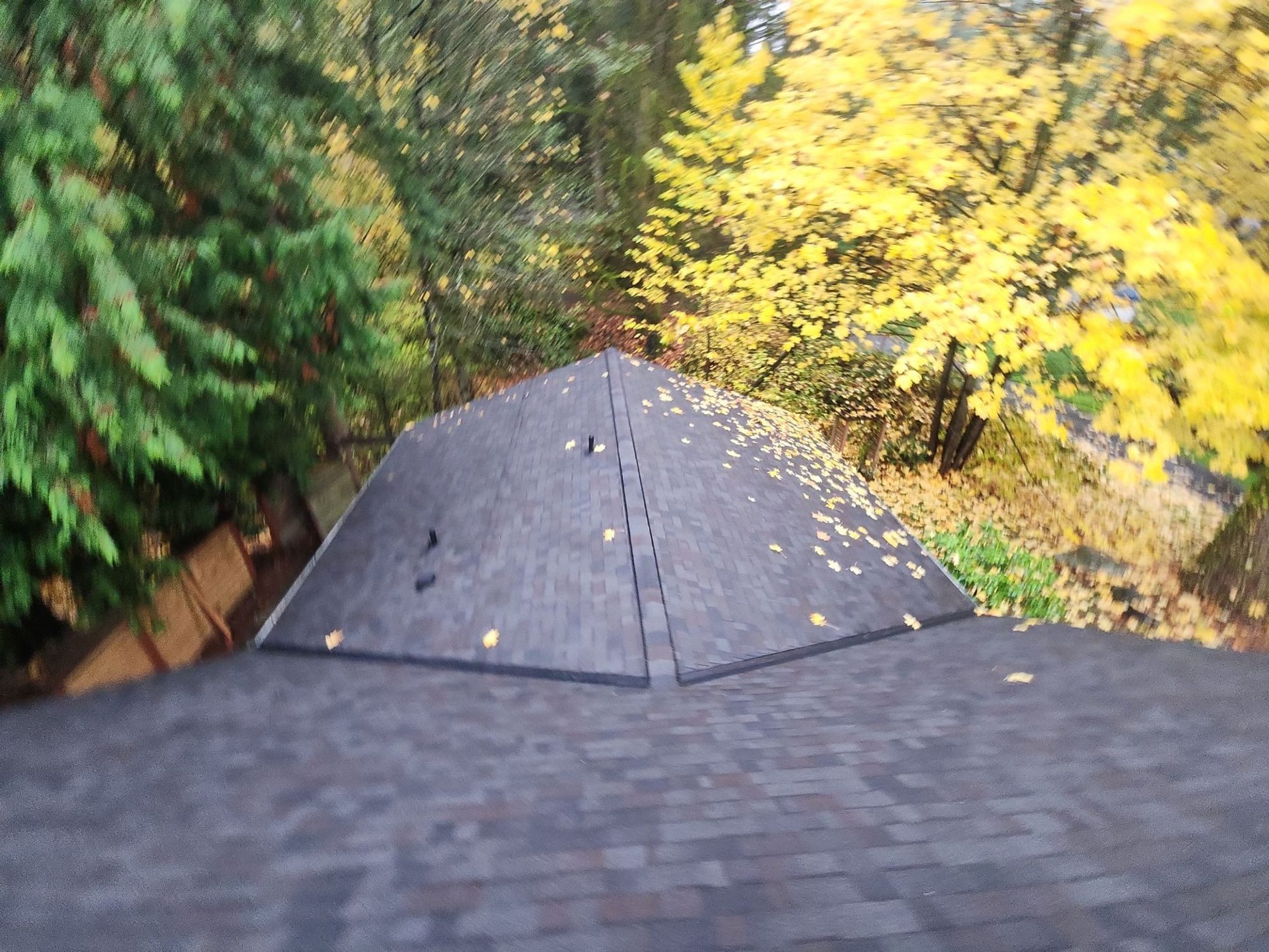 Valley peak of the Malarkey Vista Black Oak asphalt shingle roof framed by yellow maple, Woodinville, WA