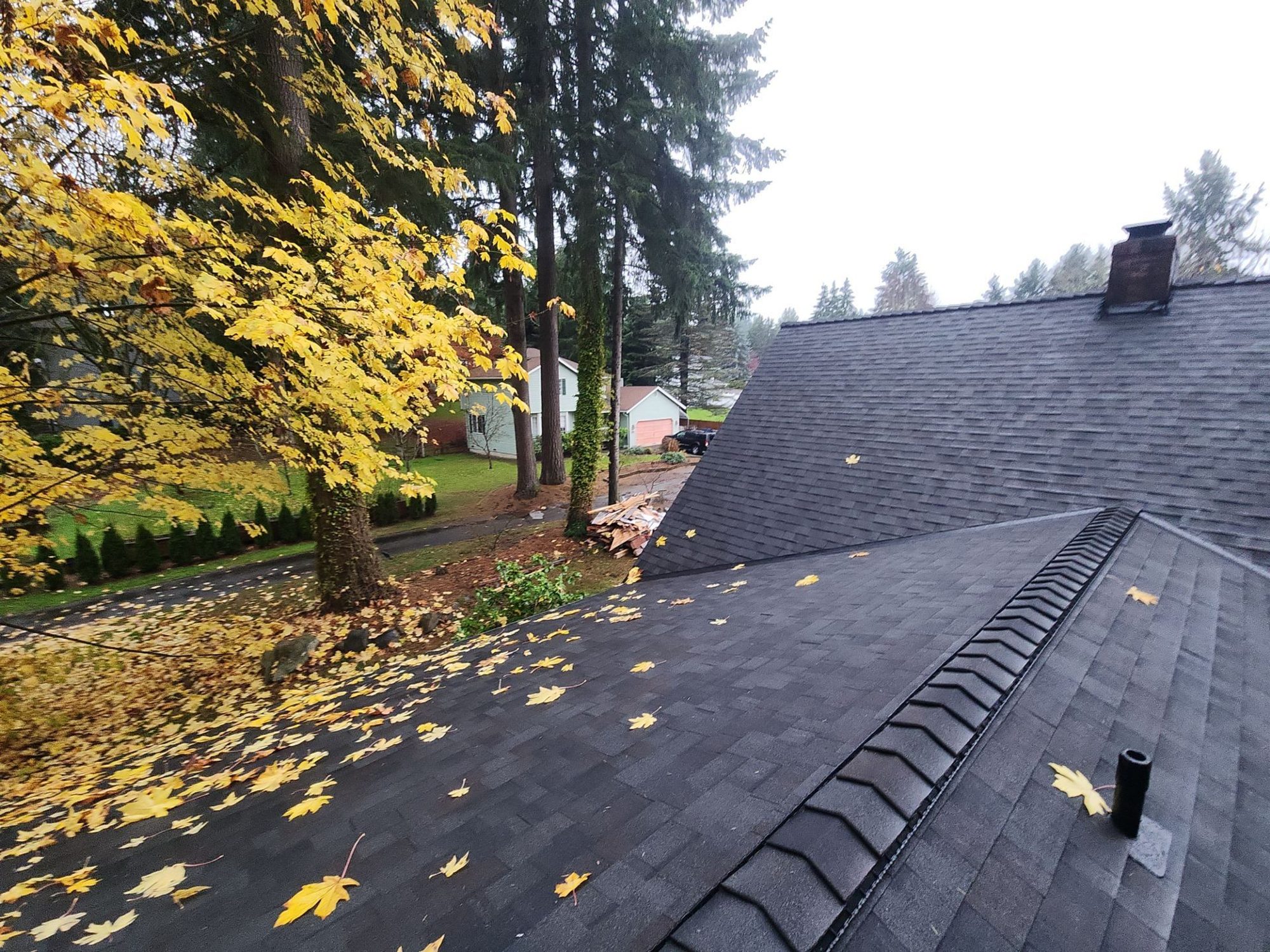 Ridge of the Malarkey Vista Black Oak asphalt shingle roof with fallen leaves and the maple beyond, Woodinville, WA