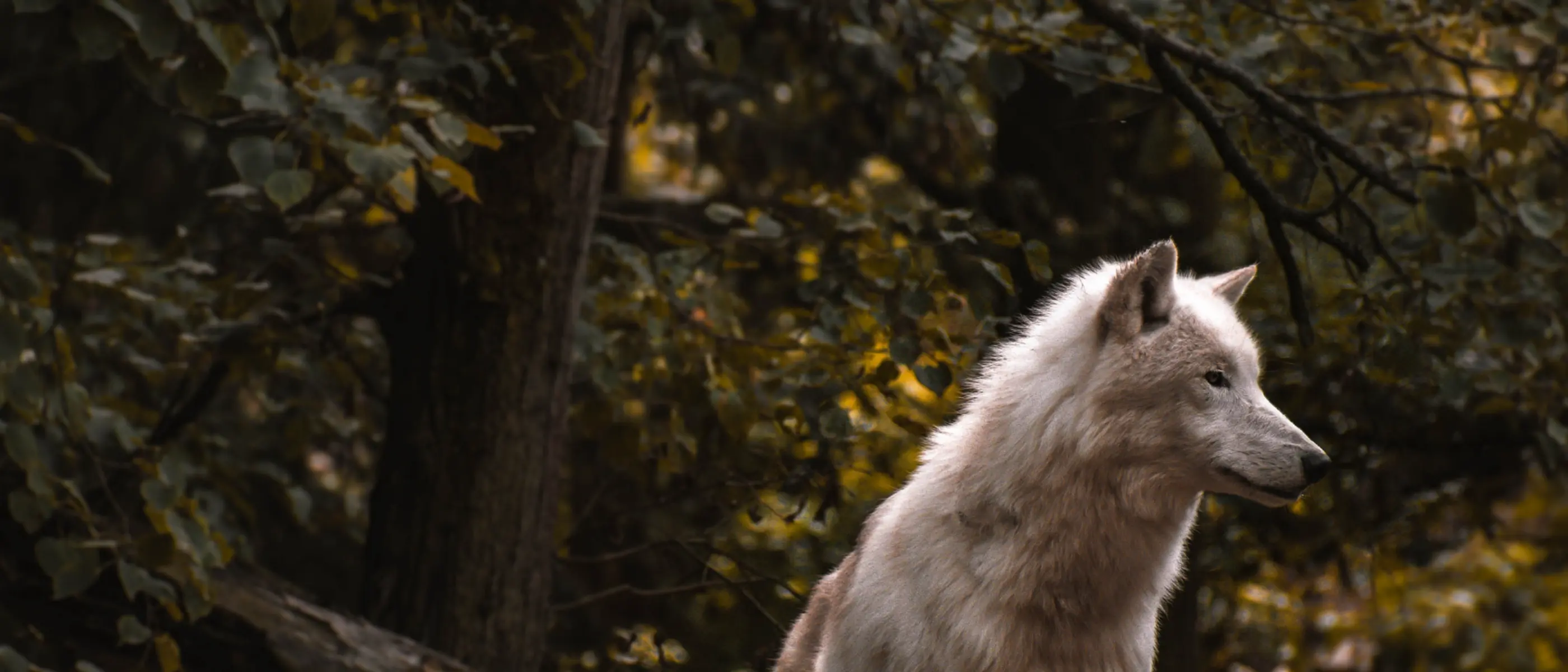 Wolves Definition The Lone Wolf Personality: Definition, Traits & 11 Signs