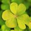 Logo of Clover on template0.com