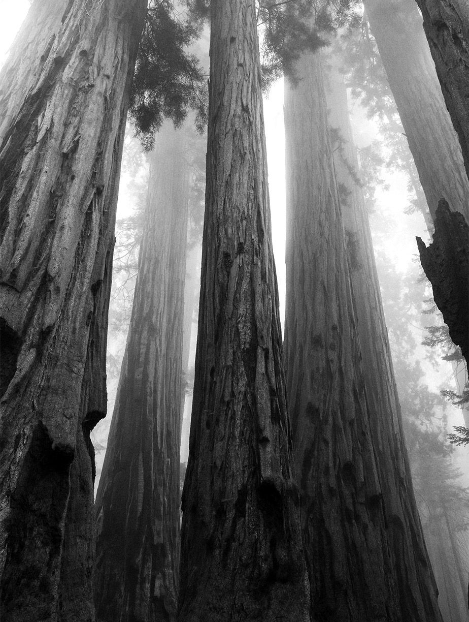 foggy trees black and white