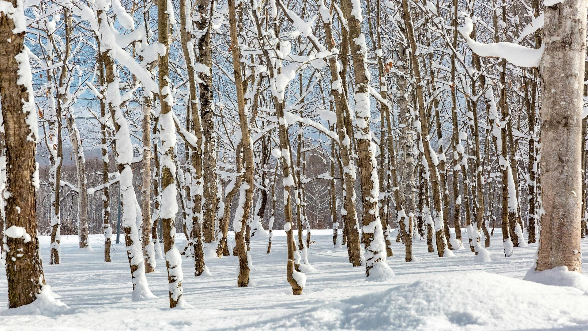 Snow Report Jan 19: Niseko Moiwa Leads with Top Conditions