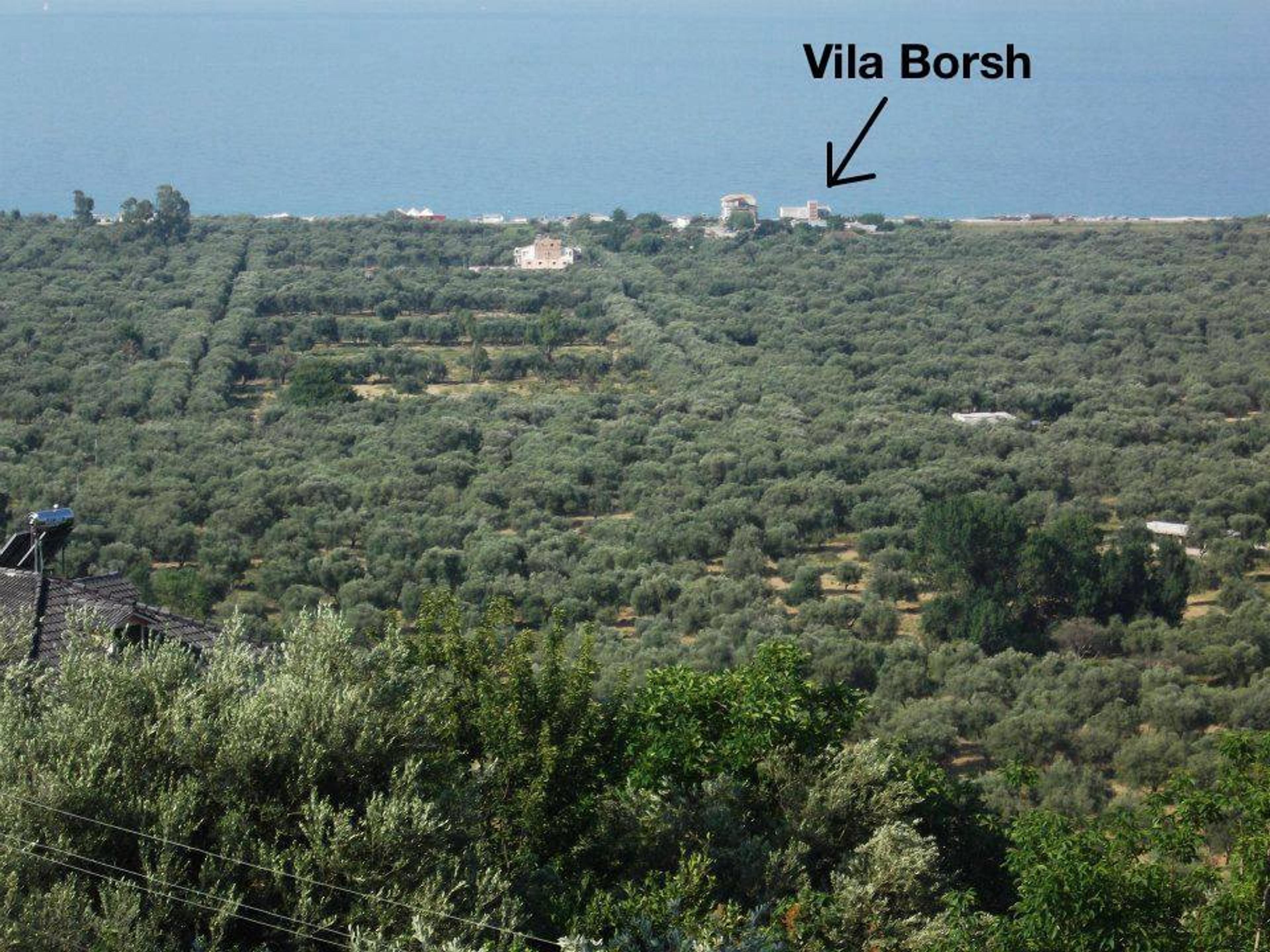 View of the olive gardens of Borsh
