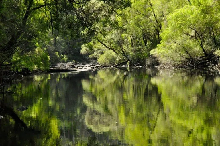 Amazing river along the Warren in Pemberton