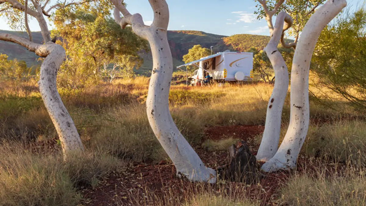 caravan and four wheel drive vehicle camped next to gum trees in Australia