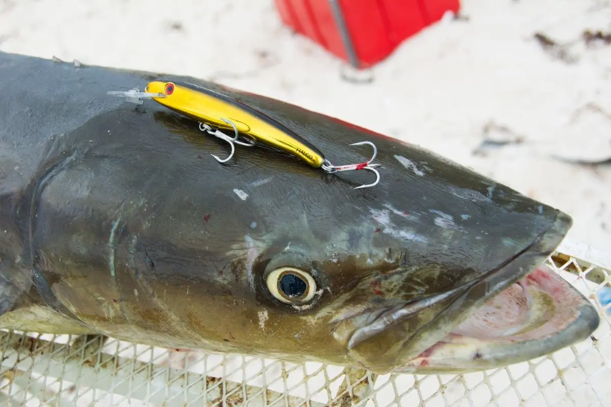 The-lure-of-the-trip