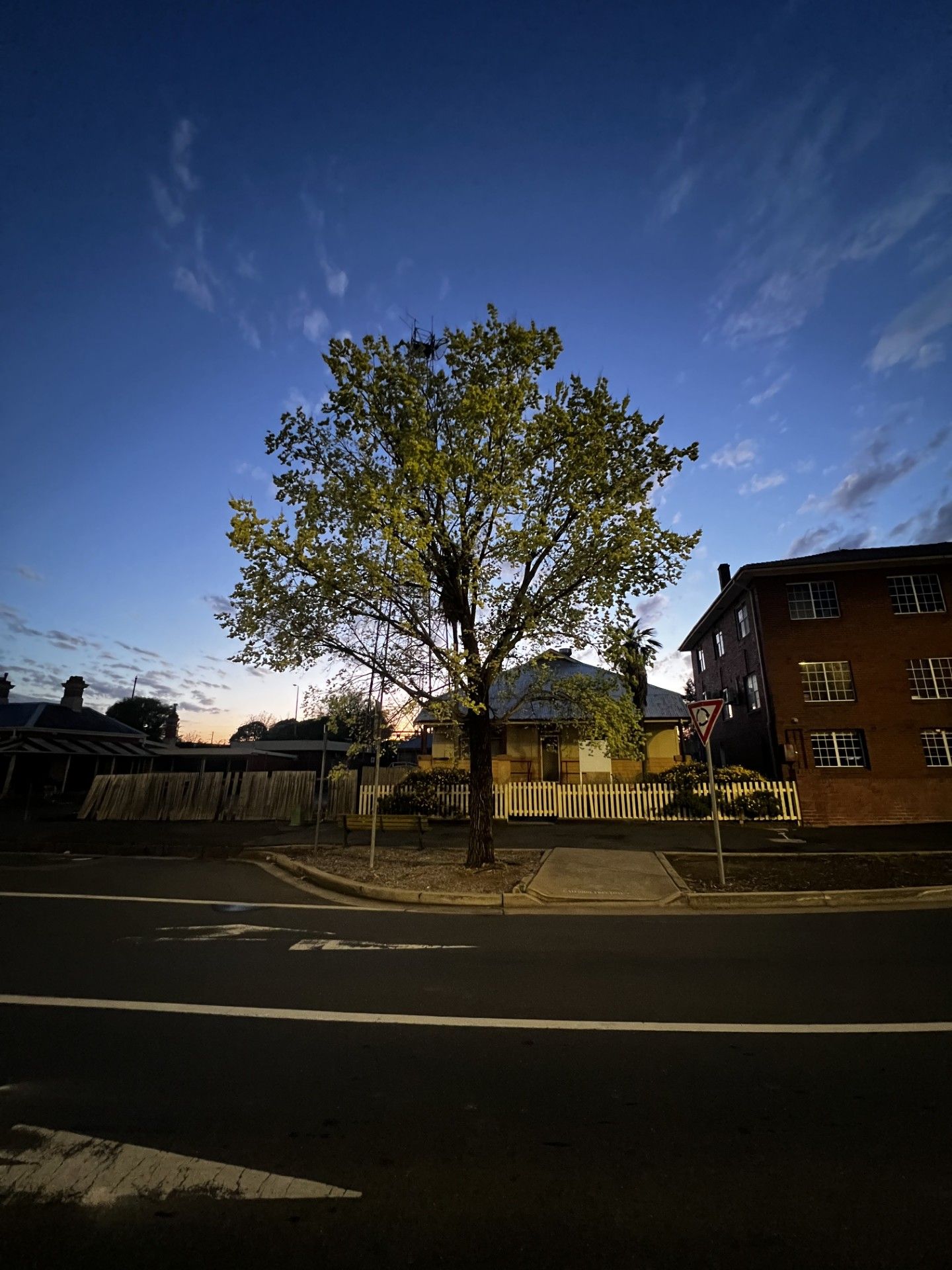tree on a sidewalk in front of a sunrise