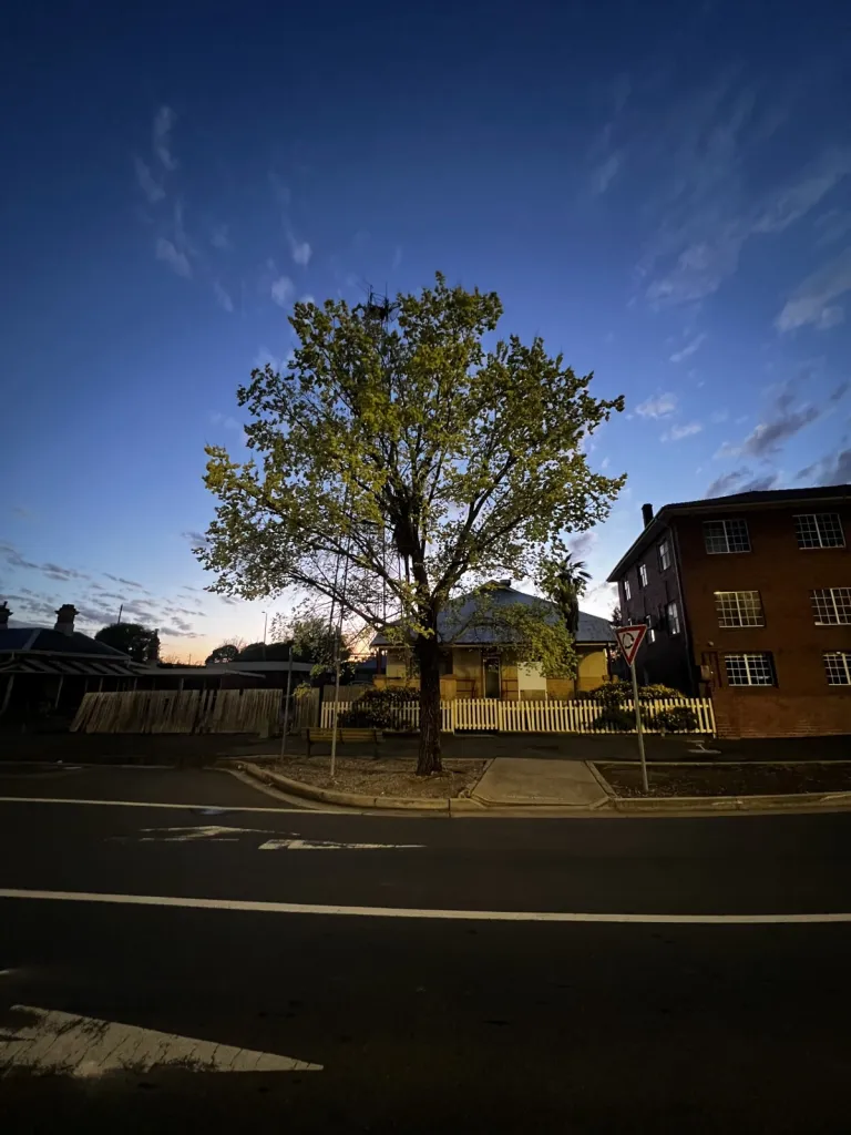 tree on a sidewalk in front of a sunrise