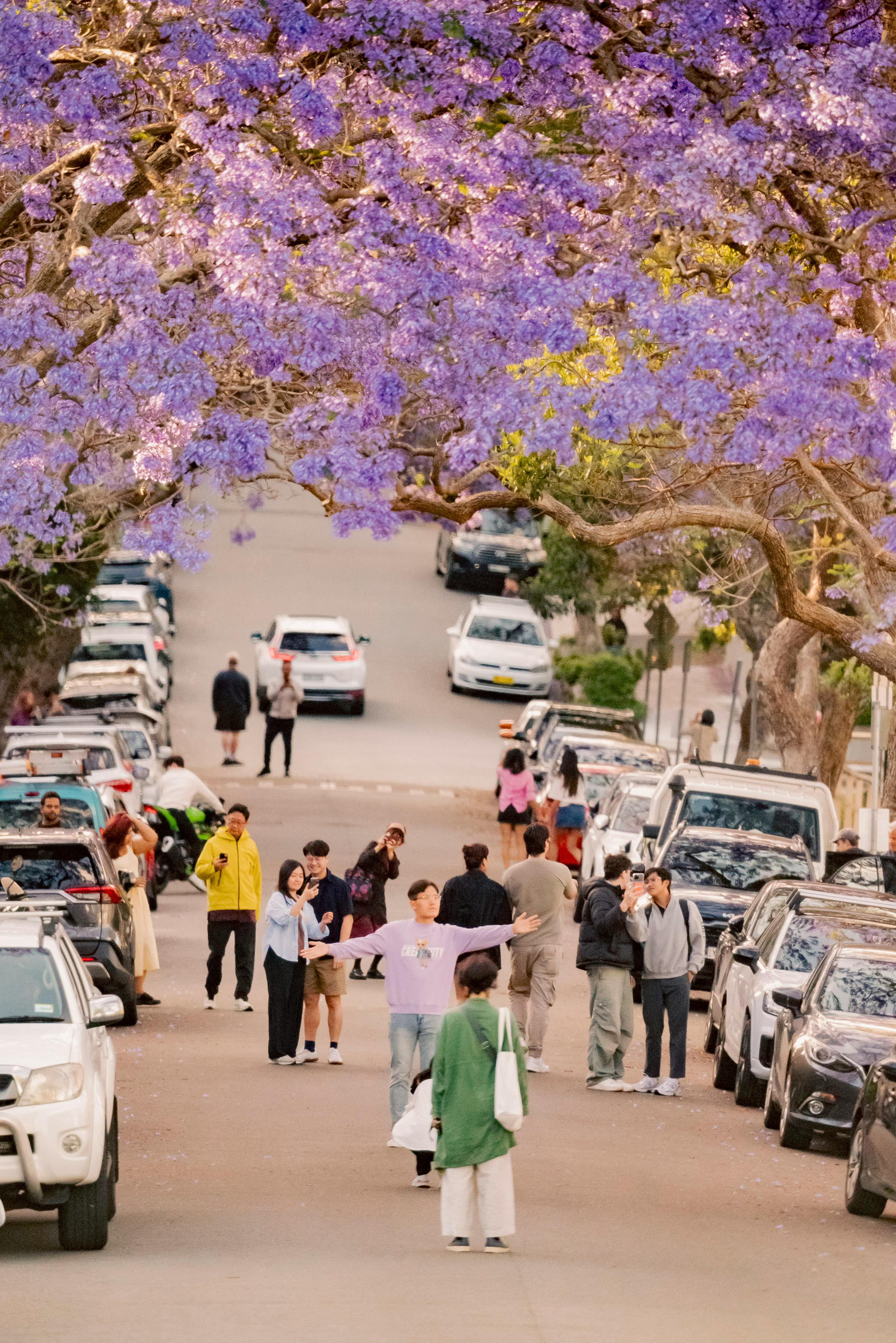 Jacaranda Tree Bloom on McDougall Street, Kirribilli, NSW