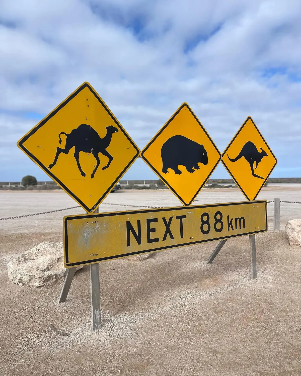 animal collisions and accidents australia