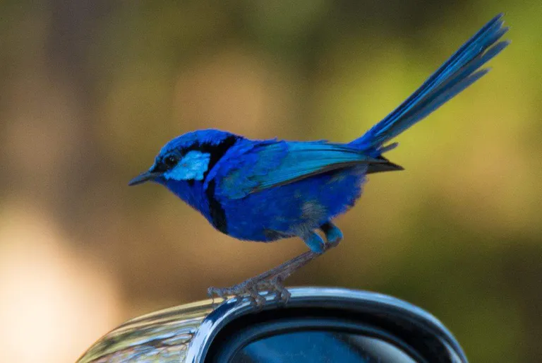 Blue Wren at Nanga Mill