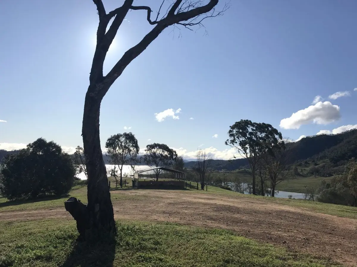 A large tree in a grassy field Description automatically generated